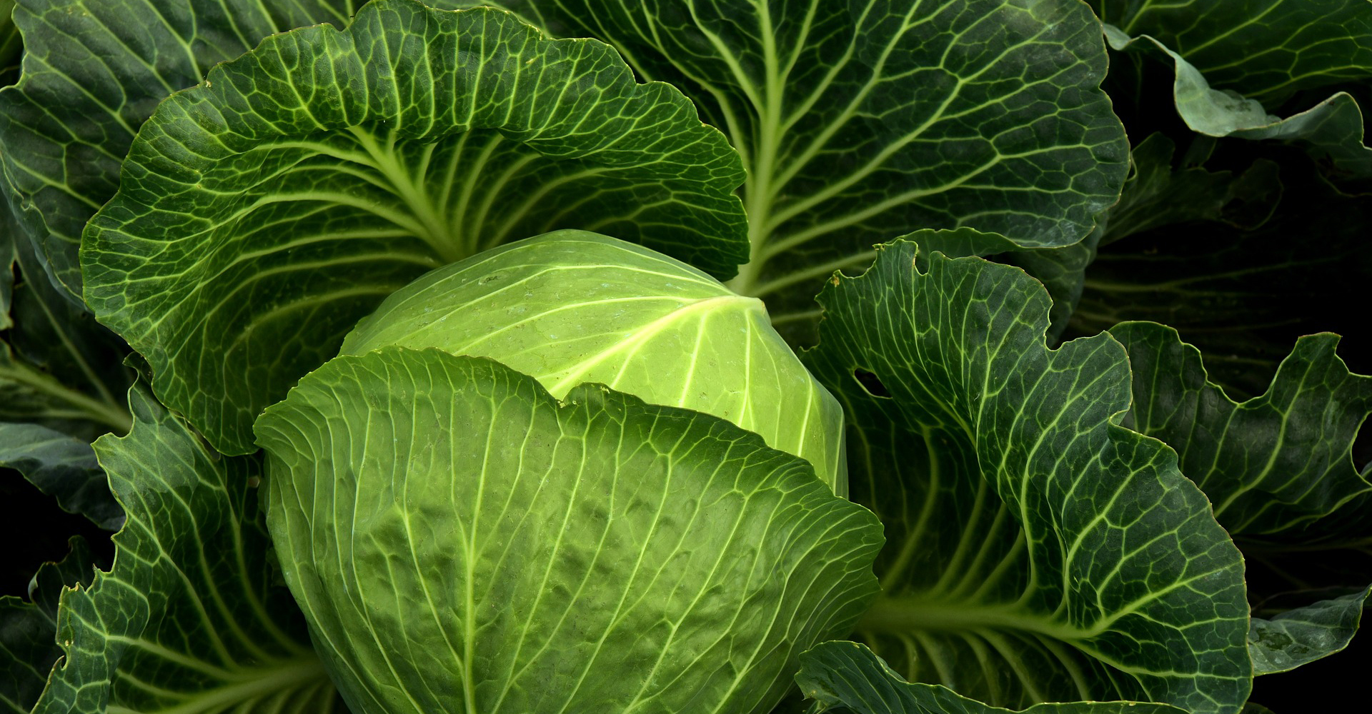 cabbage-3722498_1920SM