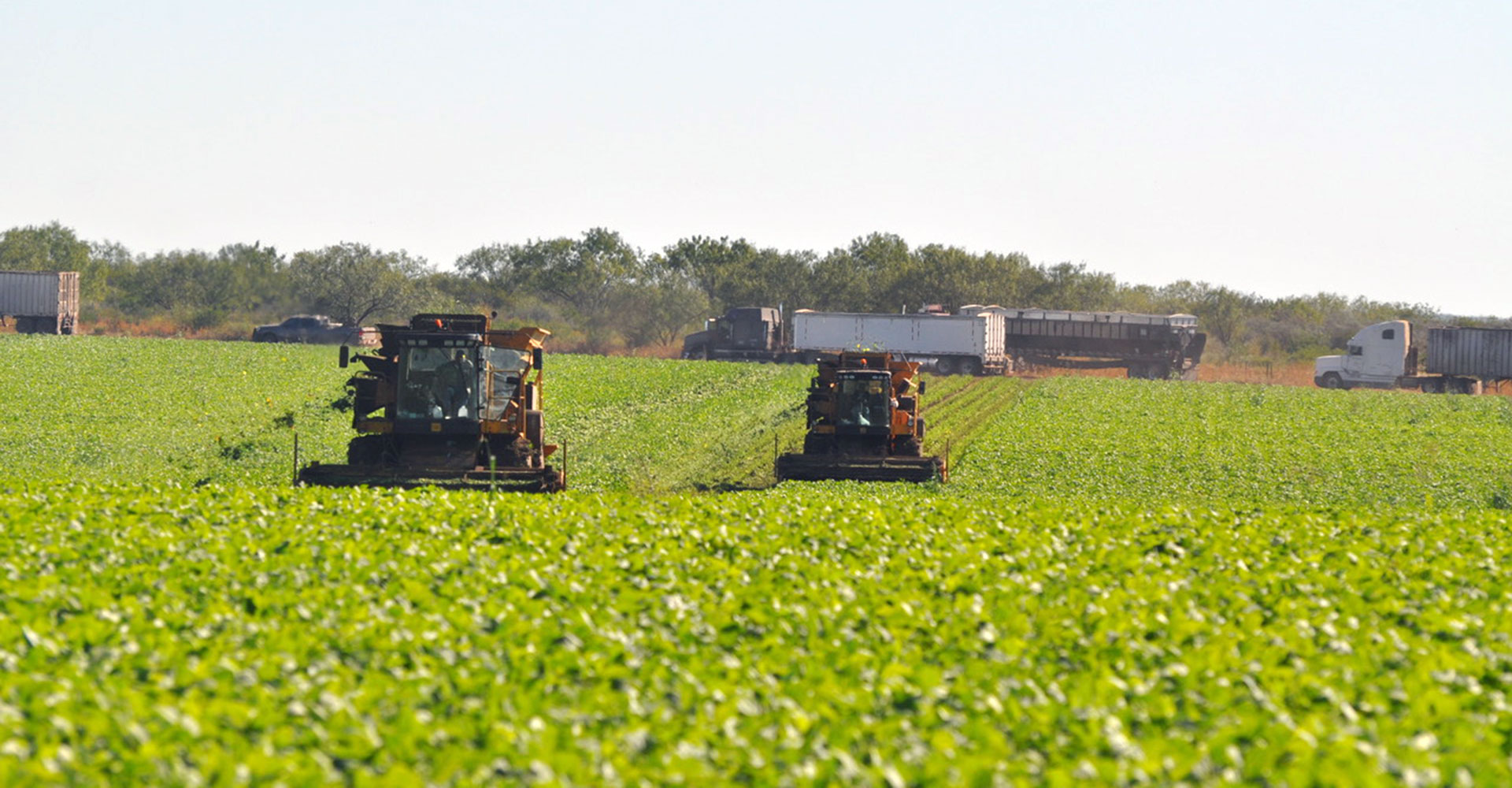 Green-Bean-Harvest-slide