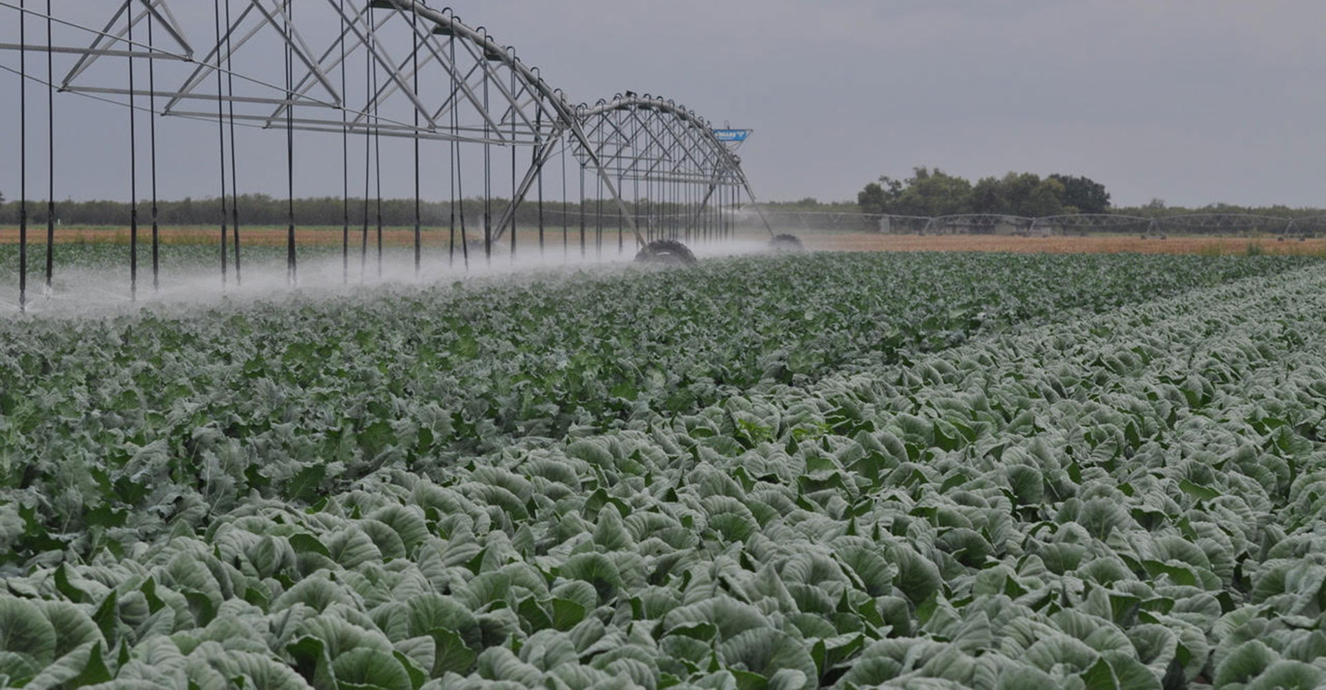 Pivot-on-Lettuce-and-Cabbage-slide